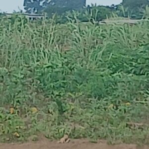 VENTE DE TERRAIN A BINGERVILLE